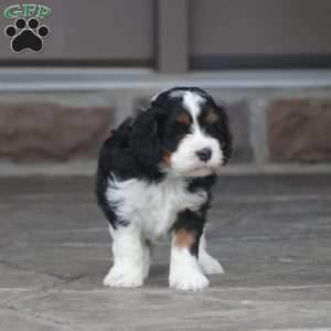 Zoey, Cavapoo Puppy